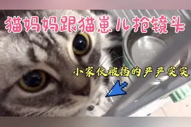 猫妈妈跟猫崽儿抢镜头，大猫小猫争相卖萌，你觉得谁更可爱些？