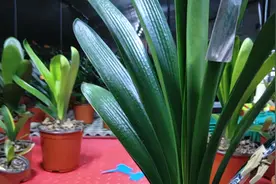 君子兰叶尖变黄怎样处理视频封面