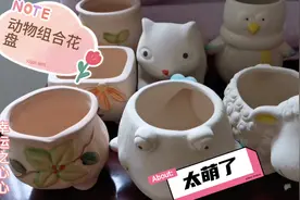 9.9元买了8个花盘，有动物大组合太可爱了，种上多肉萌翻了视频封面