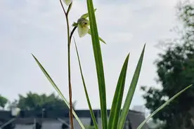 兰花瓣形之水仙瓣，及水仙瓣与梅瓣花怎样区别？视频与您详细分享视频封面