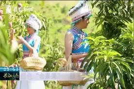 云南省丽江市华坪县：绿色“金果果”绿了“矿山”富了老乡！