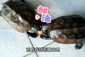乌龟需要大量运动吗？我这方法很有效！视频封面