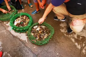 这个头纯野生螃蟹15一斤？上岸一会卖没…进来看看吧！视频封面