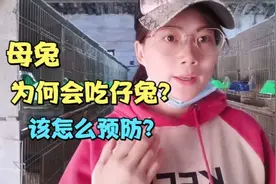 母兔为何会吃掉仔兔？该怎么预防？露妈这5点分析的很到位！视频封面