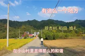 地处富阳临安桐庐交界处的杨家村，有古老的银杏，金黄的稻田，美