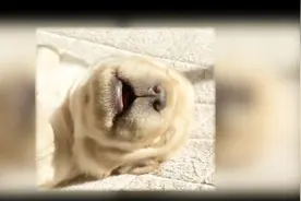 小狗狗睡着了还嘤嘤叫