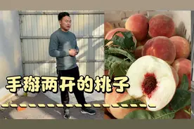 中晚熟新品种“夏甜桃”口感香甜如蜜，手掰两开离核使它深受欢迎