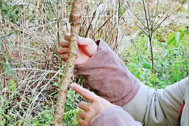 刺老芽学名龙牙檧木，全身是刺药用价值高，都有啥用一起了解下