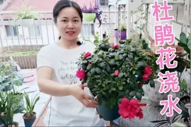 杜鹃花叶片发黑掉叶片烂根难养？浇水有很大关系，方法对了就不难