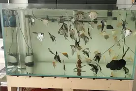 燕鱼，每天喂三次还饿，我也没办法了。视频封面