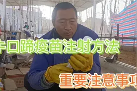 牛口蹄疫苗的注射方法，重要的注意事项！视频封面