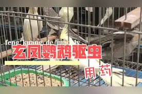 玄凤鹦鹉繁殖期前驱虫用药说明视频封面