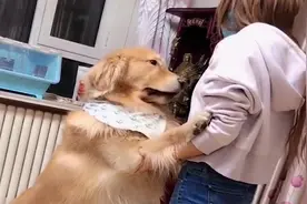 金毛见到美女就走不动，都八十多斤了，还想让美女抱。视频封面