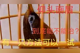 画眉仰头到底能不能治？贵州大山人说实话，只有一种方法可以一试视频封面