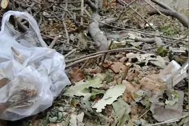 臭牡丹味虽臭，根煮水滋补佳品，外用消肿解毒，除风湿，活血化瘀