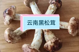 云南的特产黑松教你怎么原汁原味冷冻保存，放冰箱一年味道也鲜美