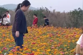 北方已进入冬季，而南方的杭州萧山，湘湖花海秋色正浓