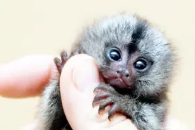 你们见过拇指大小的猴子吗？一只高达上万元，在中国却不能饲养