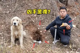 爷爷的鹅被动物偷吃了，小虎追踪痕迹就找到个鹅头，金毛直呼快撤视频封面