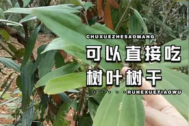 广西农村日常生活43桂树桂枝，叶子和树干可以直接吃
