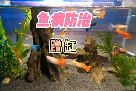 养鱼笔记第2季97集：观赏鱼蹭缸，分三种情况轻松应对