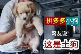 网购的小狗养的活吗？网友说说星期狗，现在一周了很活泼可还听话