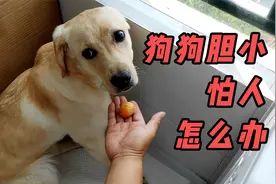狗狗过于胆小，特别怕人，别人给肉都不敢吃，怎么办？