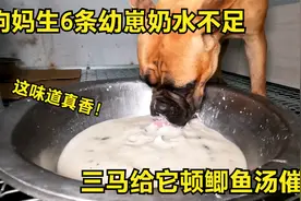 狗妈生6条幼崽奶水不足，三马给它顿鲫鱼汤催奶，这伙食比人都好