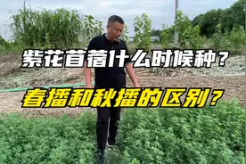 紫花苜蓿的种植时间，春季种和秋季种有什么不同？原来很多人种错视频封面