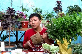 幸福树养不好？换盆一定要做好，后期根系长势旺，不施肥都疯长！视频封面