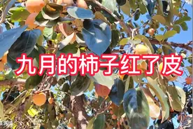 九月的柿子红了皮