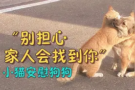 “别担心，你的家人会找到你” 猫安慰被遗弃的狗，彼此不离不弃