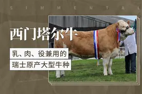 西门塔尔牛——乳、肉、役兼用的瑞士原产大型牛种