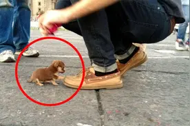 8种受欢迎的小型犬种，个头没有成人的脚大，却会尽力保护主人