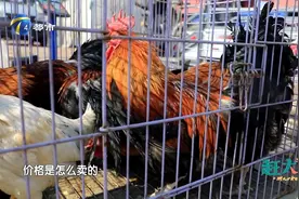 天津大爷家养的土鸡品种齐全，喂五谷杂粮看着就健壮结实视频封面