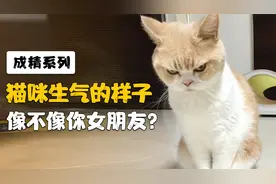 【动物成精系列24】猫咪生气的样子像不像你女朋友~🤪🤪视频封面