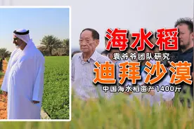 中国征服迪拜！沙漠种海水稻亩产1400斤，当地人万分感谢！视频封面