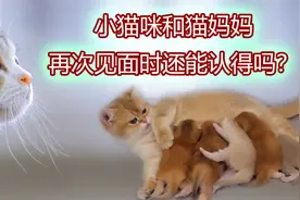 小猫咪和猫妈妈再次见面时还能认得吗？