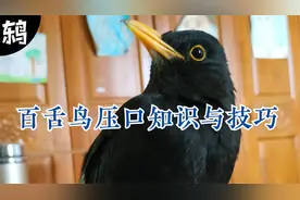 乌鸫几月份开始压口好？百舌鸟压口教程，秋冬是乌鸫学口关键时期