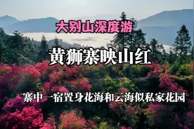 杜鹃山庄一宿 置身花海和云海 黄狮寨 300多亩映山红似私家花园视频封面