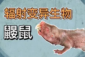 核战爆发后裸鼹鼠产生变异，会攻击任何进入其领土的生物视频封面