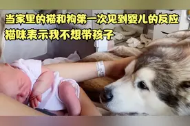当家里的猫和狗第一次见到婴儿的反应，猫咪表示：我不想带孩子