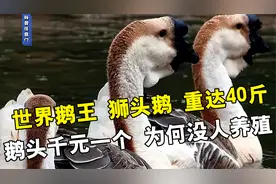 “世界鹅王”狮头鹅重达40斤，一个鹅头就卖千元，为何没人养殖？视频封面