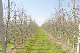 您吃过苹果，您见过苹果的生长吗？这里有苹果园的一年四季。视频封面