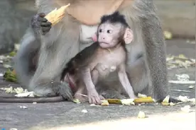 实属罕见！小奶猴居然有这么大的胸部，网友：激素吃多了？视频封面