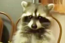 和小浣熊外貌及其相似的貉，却同脸不同命！