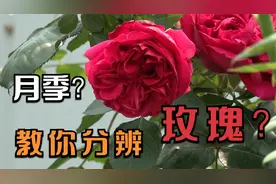 月季和玫瑰还没分清楚？看看这个大花就知道如何辨别视频封面