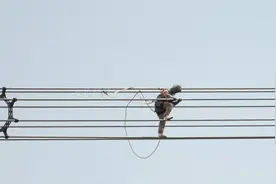 宁电人搭直升机给世界最高等级输电线路“动手术”视频封面