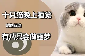 宠物解说：十只猫晚上睡觉，有八个会做噩梦？