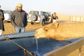 骆驼几周没喝水了，刚看见水一口气就狂喝120公斤，场面格外壮观视频封面